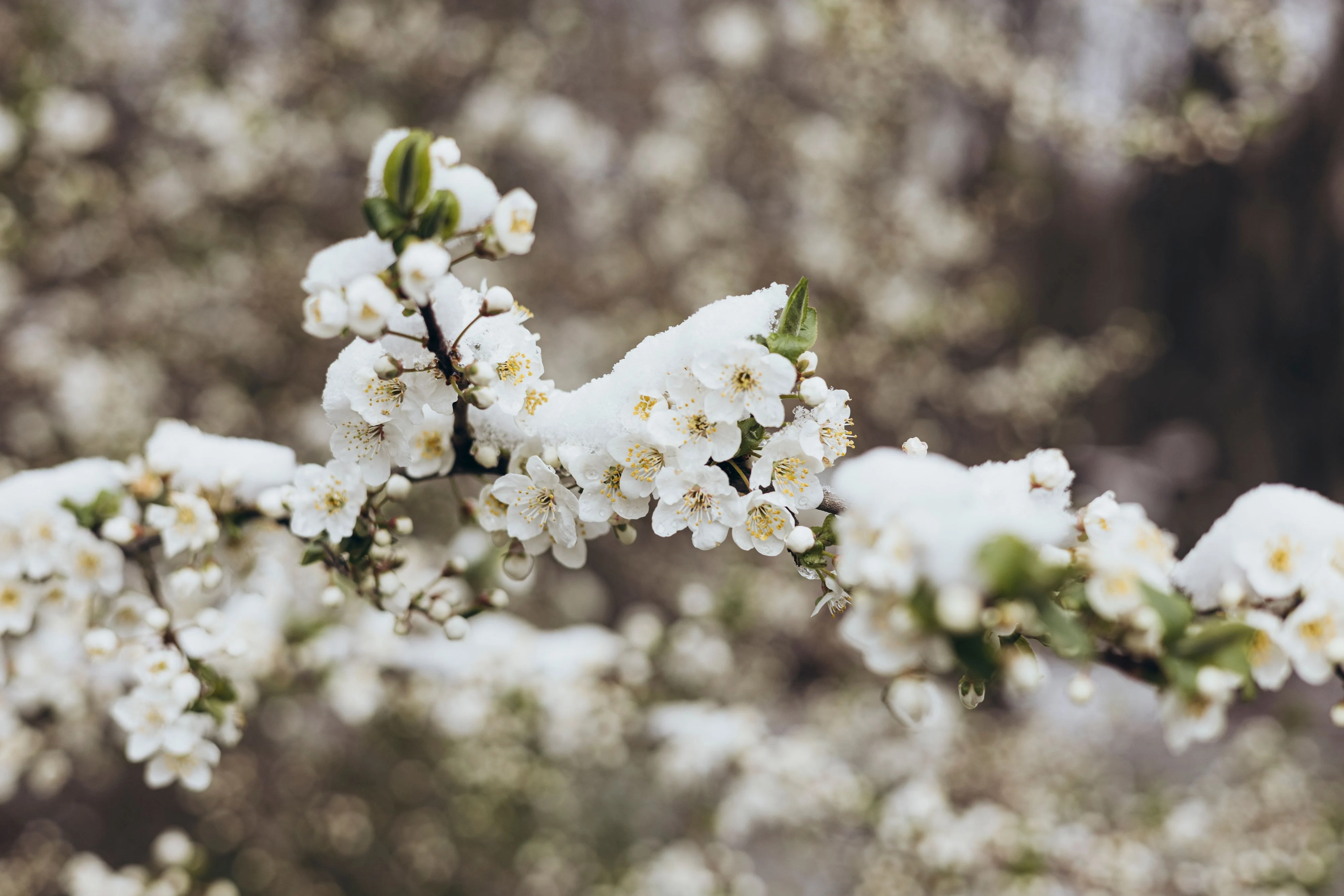Temperaturile se prăbușesc cu 15 grade în două zile: ANM anunță ploi și ninsori în săptămâna Paștelui