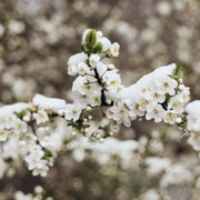Copaci infloriti cu zapada pe ei - meteo - primavara FOTO Shutterstock 
