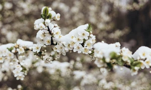 Copaci infloriti cu zapada pe ei - meteo - primavara FOTO Shutterstock 