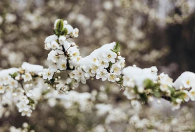 Copaci infloriti cu zapada pe ei - meteo - primavara FOTO Shutterstock 