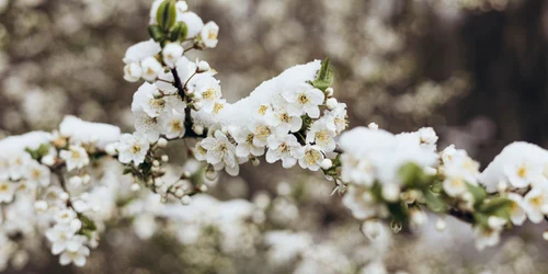 Copaci infloriti cu zapada pe ei - meteo - primavara FOTO Shutterstock 