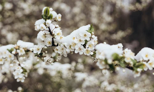 Copaci infloriti cu zapada pe ei - meteo - primavara FOTO Shutterstock 