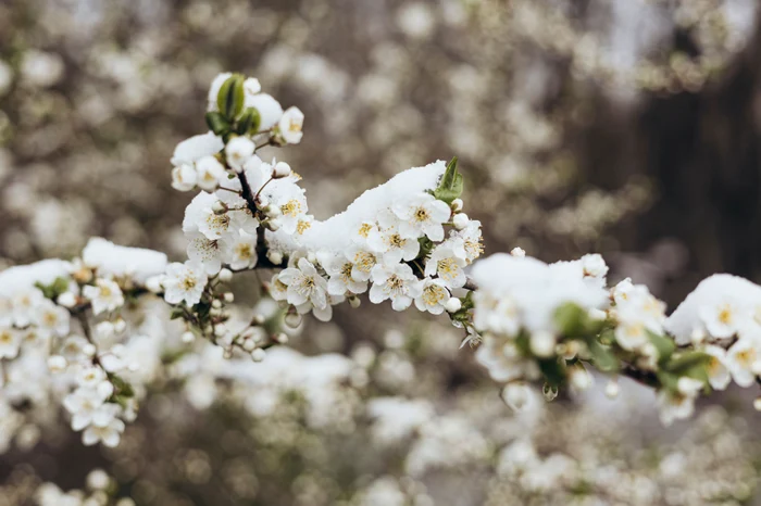 După temperaturile de vară se întoarce valul de frig FOTO Shutterstock 