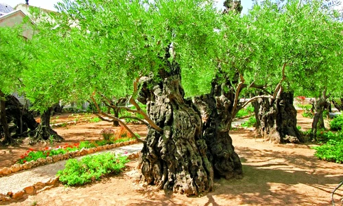 1 49276 original jpg jpeg