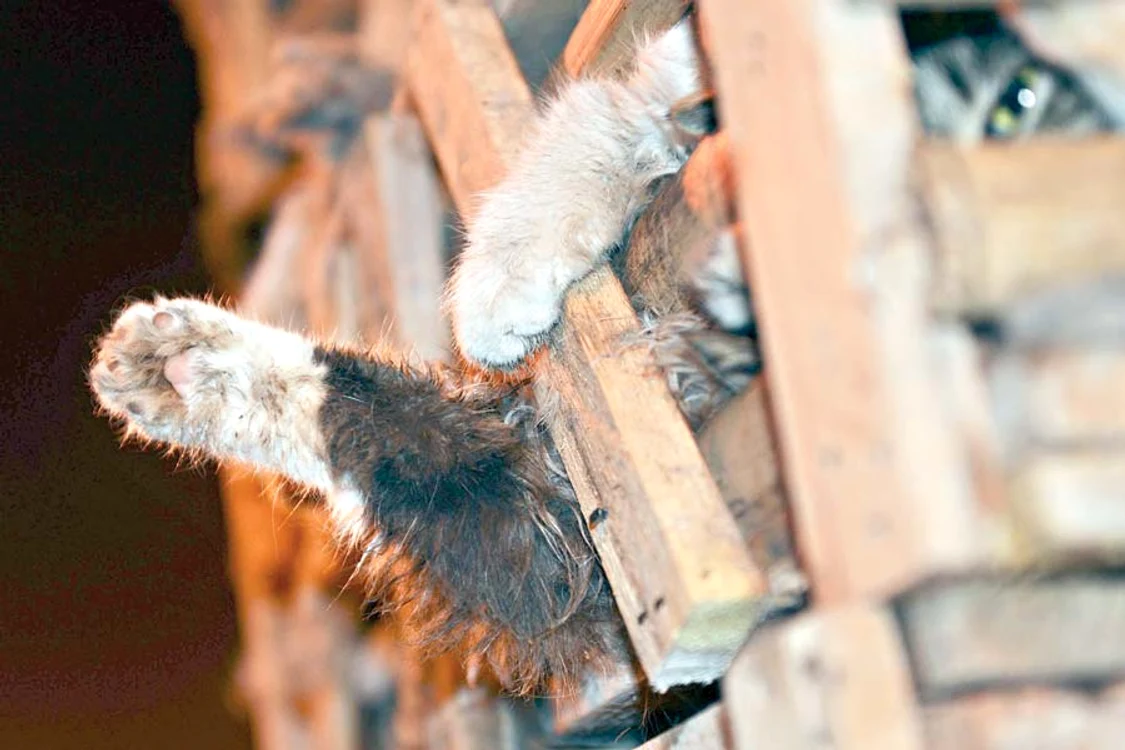 Micuţele feline care  nu aveau apă, nici  mâncare, au fost  salvate de mai mulţi  iubitori de animale ( Fotografii: Reuters)