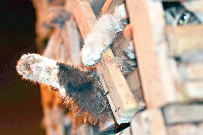 Micuţele feline care nu aveau apă, nici mâncare, au fost salvate de mai mulţi iubitori de animale ( Fotografii: Reuters)