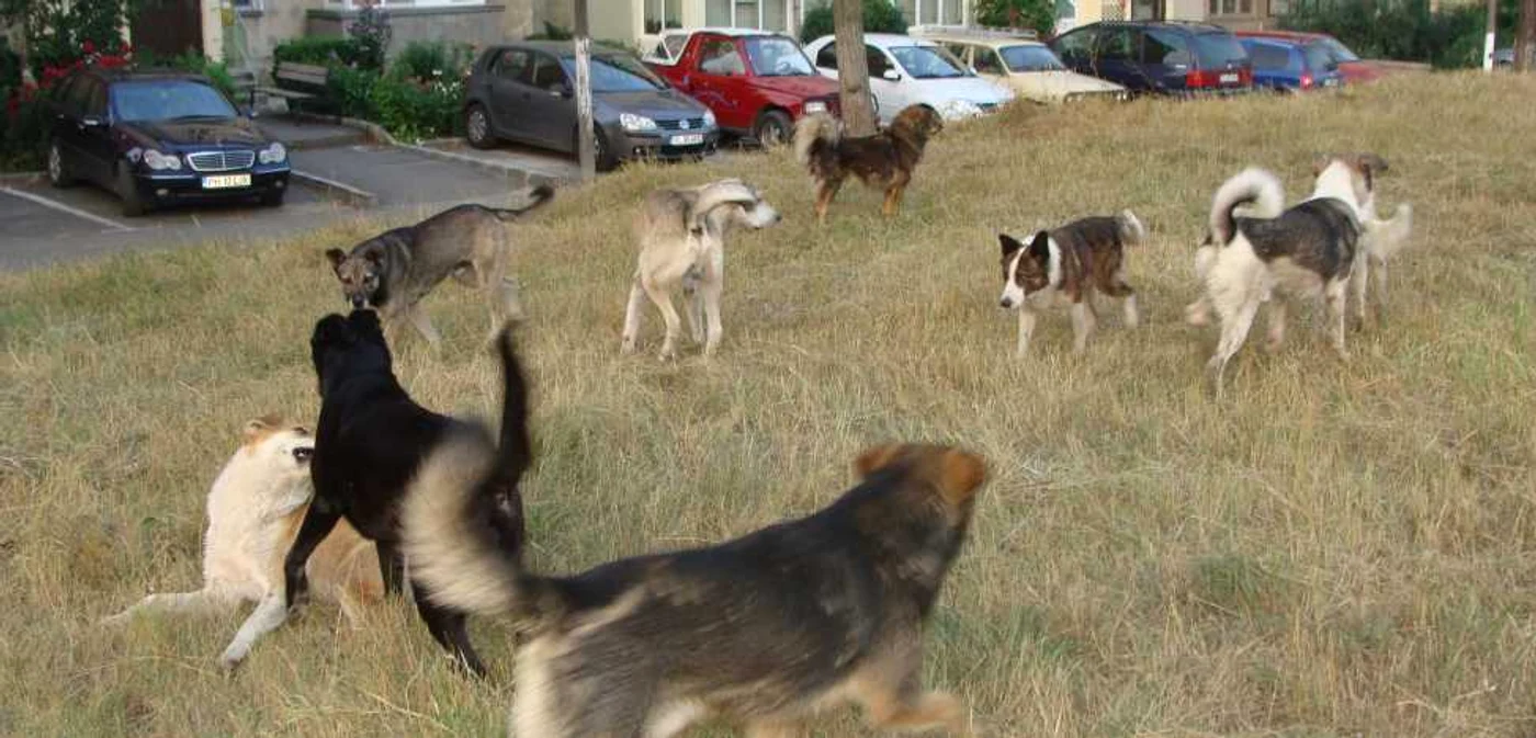 Mulţi maidanezi îşi fac veacul pe străzile Râmnicului