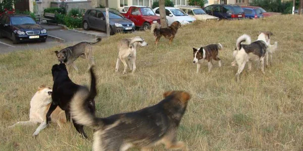 Mulţi maidanezi îşi fac veacul pe străzile Râmnicului