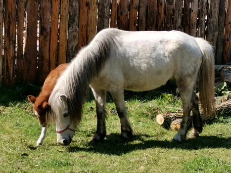 Murani, loc de relaxare la 25 de kilometri de Timișoara FOTO Ștefan Both