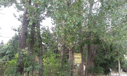 1 64796 original jpg jpeg