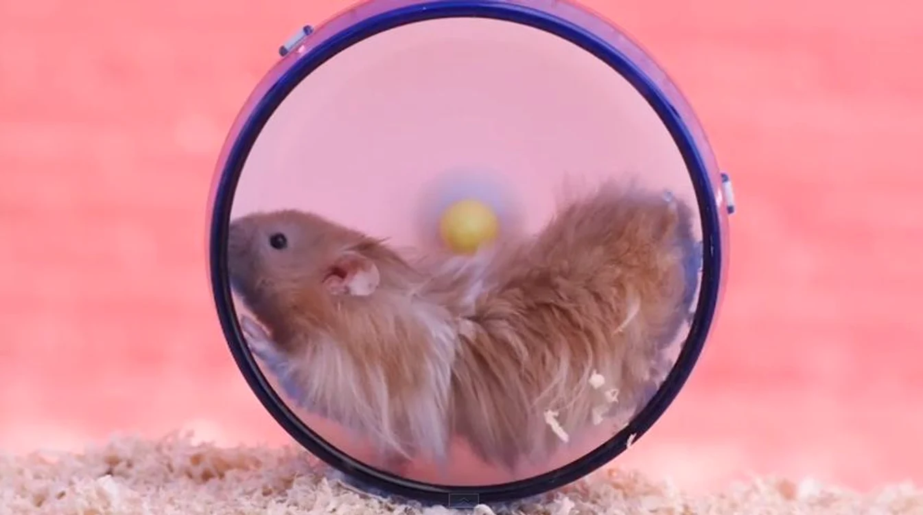 
    Hamsterii au fost filmaţi în momente de rutinăFoto buzzfeed  