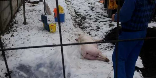 potcoava porc ingropat