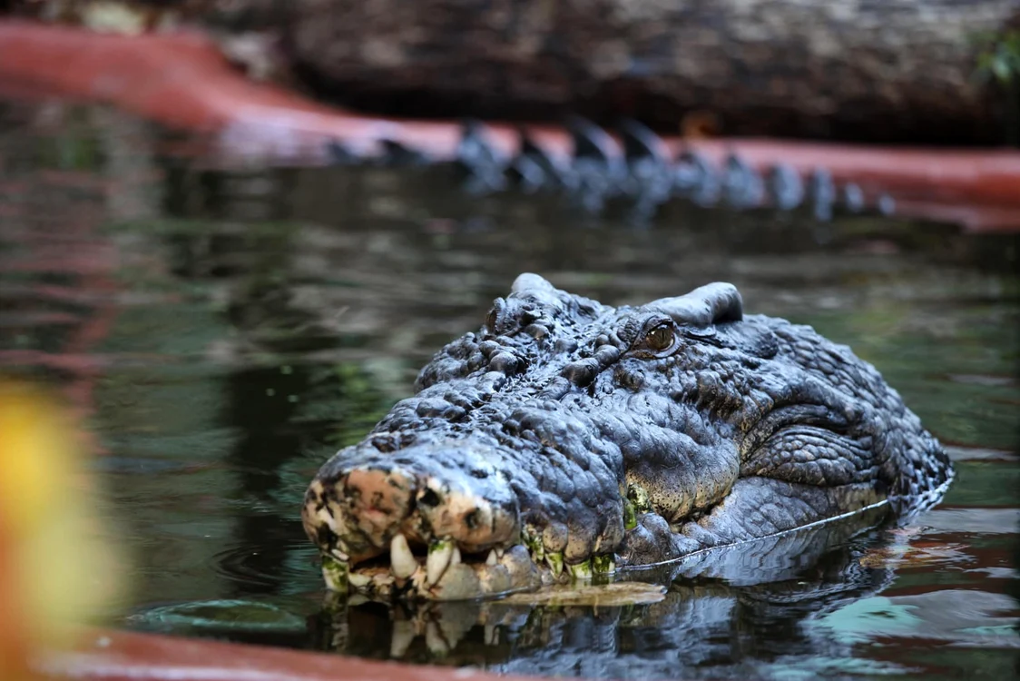 Foto: Facebook/Marineland Melanesia Crocodile Habitat