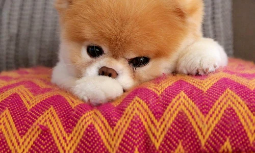 1 84824 original jpg jpeg