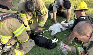 pompieri pisici salvate california captura video jpg