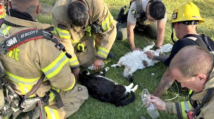 Pompierii au sărit imediat în ajutorul celor patru pisici (Foto: captură video Youtube)