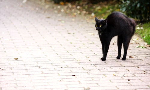 1 74953 original jpg jpeg