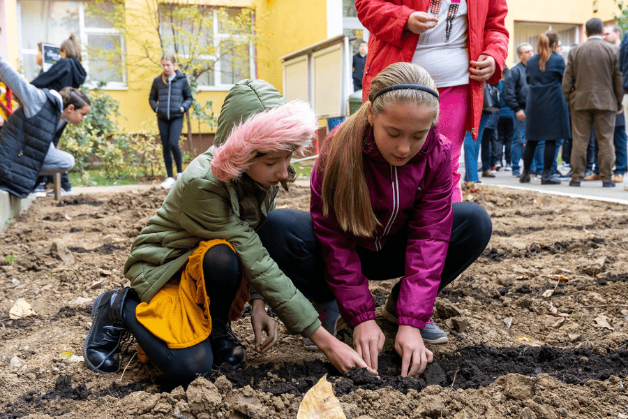 Elevii au plantat bulbi de brândușă galbenă, în memoria copiilor uciși în timpul Holocaustului FOTO