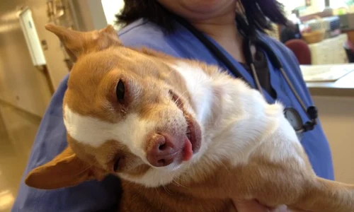 Cățelul Peanut este un chihuahua, iar canabisul și a făcut repede efectul în sistemul digestiv al micuțului jpeg