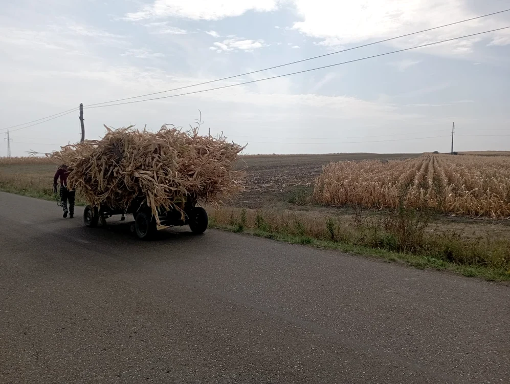 Țăranii spun că au rămas numai cocenii FOTO Cosmin Zamfirache