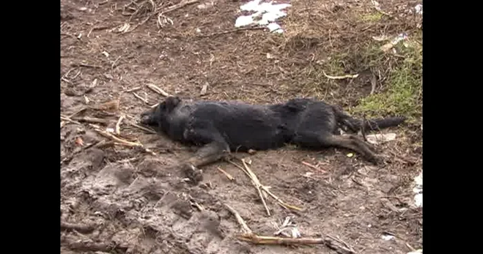 Vier Photen cere stoparea cazurilor de cruzime împotriva animalelor Foto:Arhivă