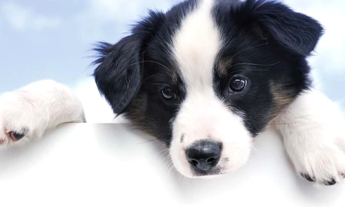 1 64233 original jpg jpeg