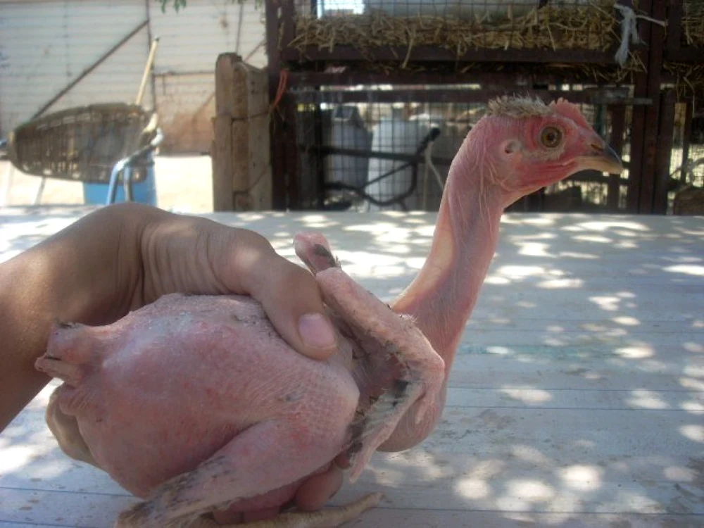 Găinile modificate genetic nu au pene şi sunt rezistente la gripa aviară FOTO Amazing Beautiful World