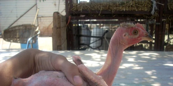 Pui fara pene modificati genetic FOTO Amazing Beautiful World