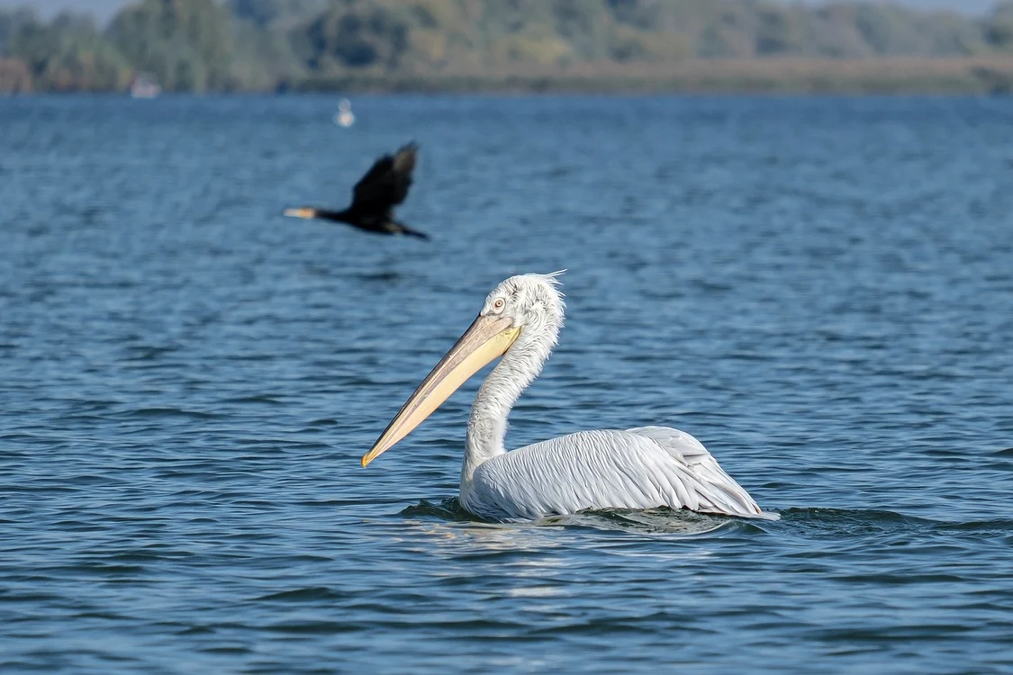 Pelicanii sunt foarte prezenți în Delta Dunării / foto: Pixabay