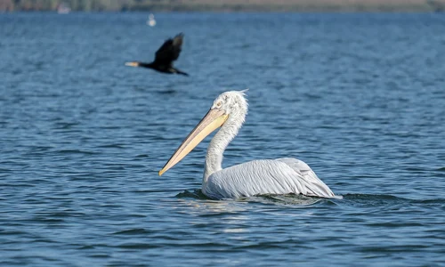 dalmatian pelican 5791386 1280 jpg