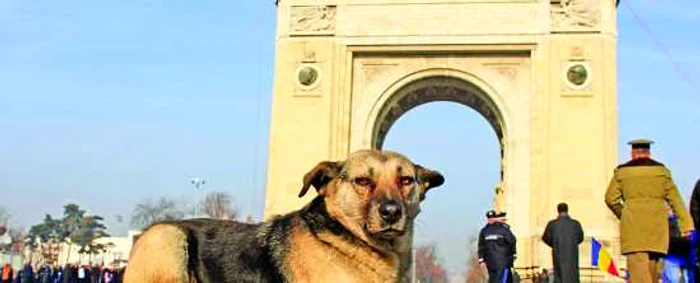 Câinii în vârstă de peste şase luni vor fi sterilizaţi FOTO Adevărul