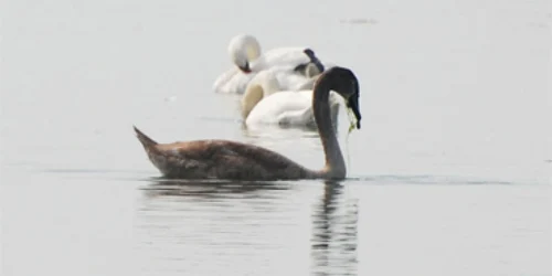 Păsările s-au adăpostit pe lac datorită climei prietenoase.