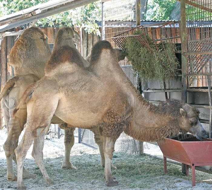 
    Geta se satură cu apă,  iar Sultan mănâncă paie (Fotografii: Sever Gheorghe )  