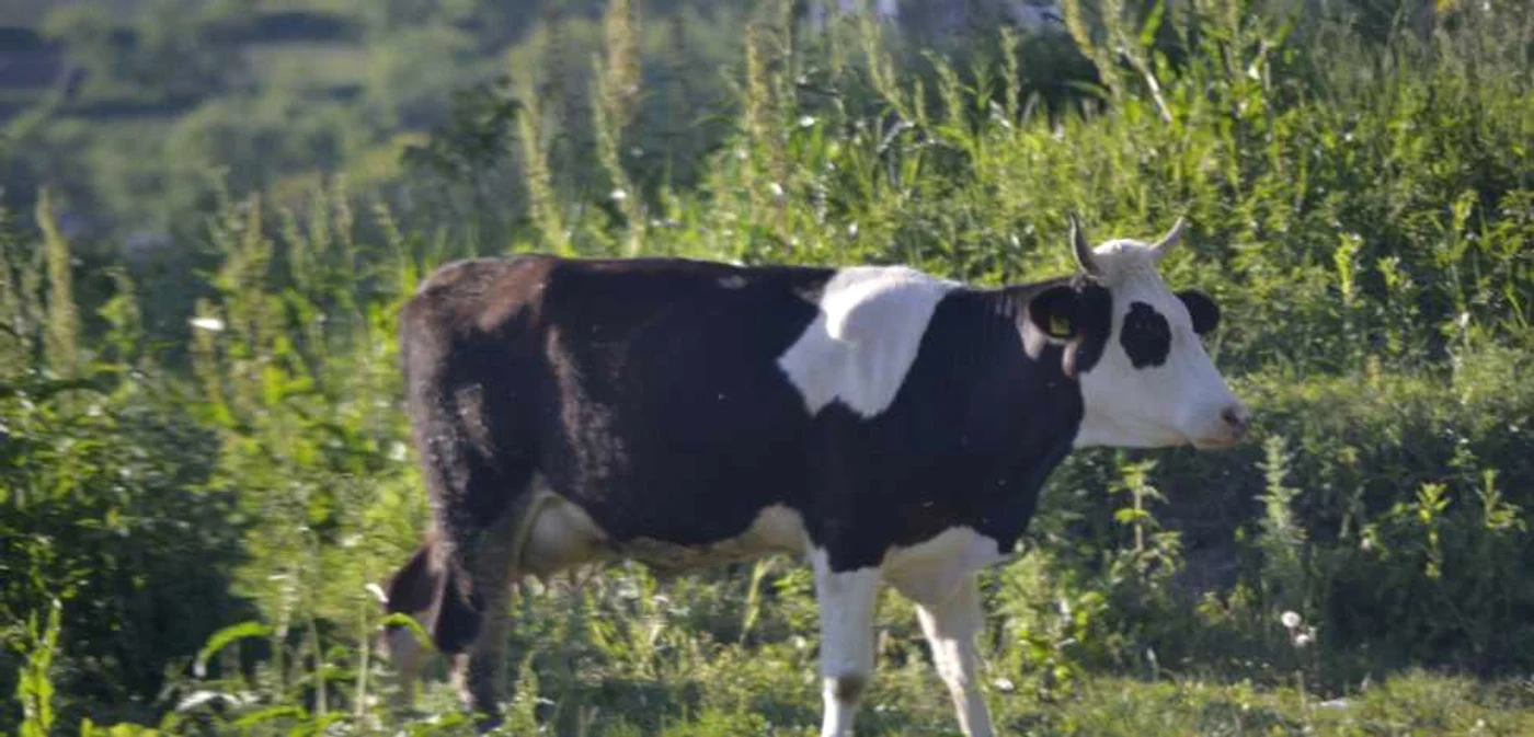 Preşedintele unei asociaţii de crescători de animale, trimis în judecată de procurorii Anticorupţie pentru o fraudă de peste 1 milion de euro FOTO Mircea Merticariu