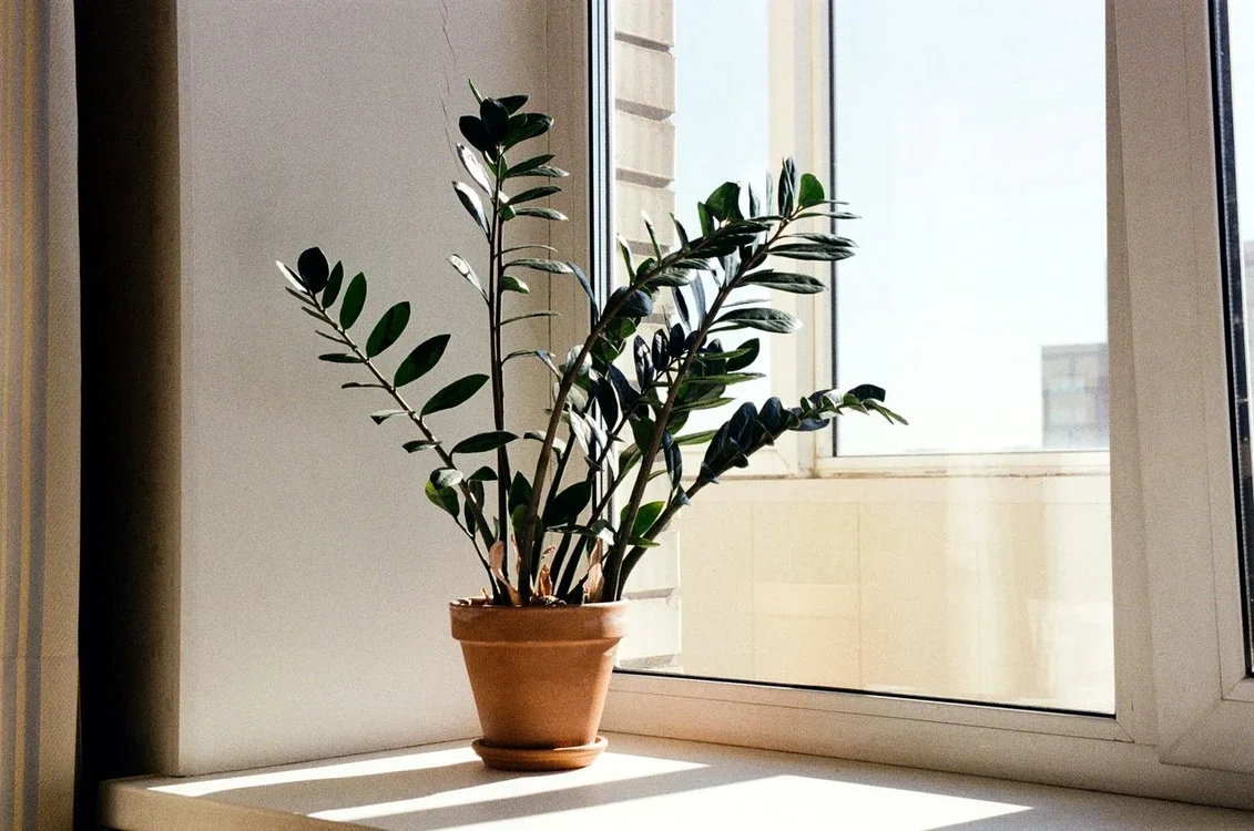 Plantele de apartament care iubesc umbra.