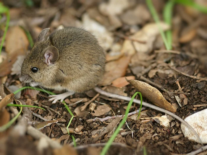 Micile rozătoare transmit afecţiunea FOTO EnciclopedieAnimale