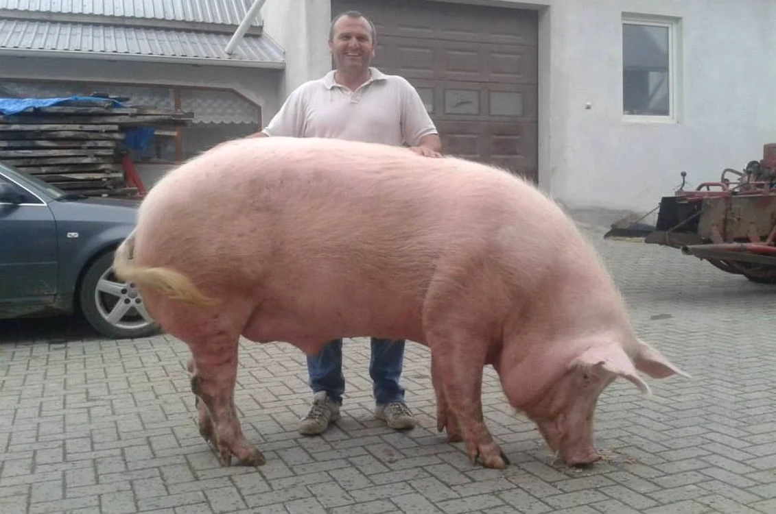 Porcul Giorgio, alături de stăpânul Vasile Coraciuc FOTO Facebook