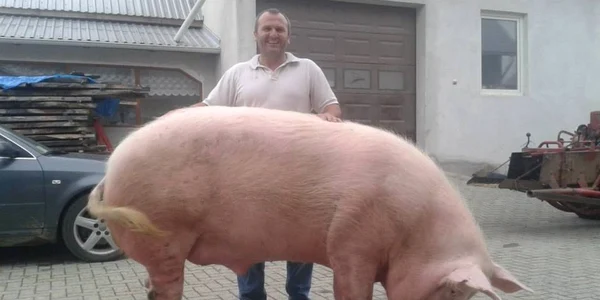 porcul giorgio