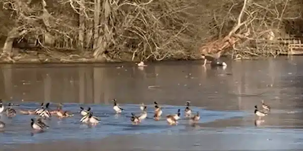 salvator gif