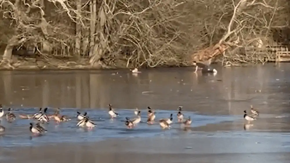 A încercat să scoată din apa înghețată un bărbat care a vrut să salveze un câine. Cum s-a terminat intervenția dintr-o pădure de la marginea Londrei