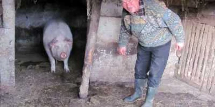 Crescătorii şi-au transformat curţile în târguri pentru animale Foto: Mădălin Sofronie 