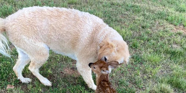 Un labrador a salvat un pui de căprioară de la înec. FACEBOOK