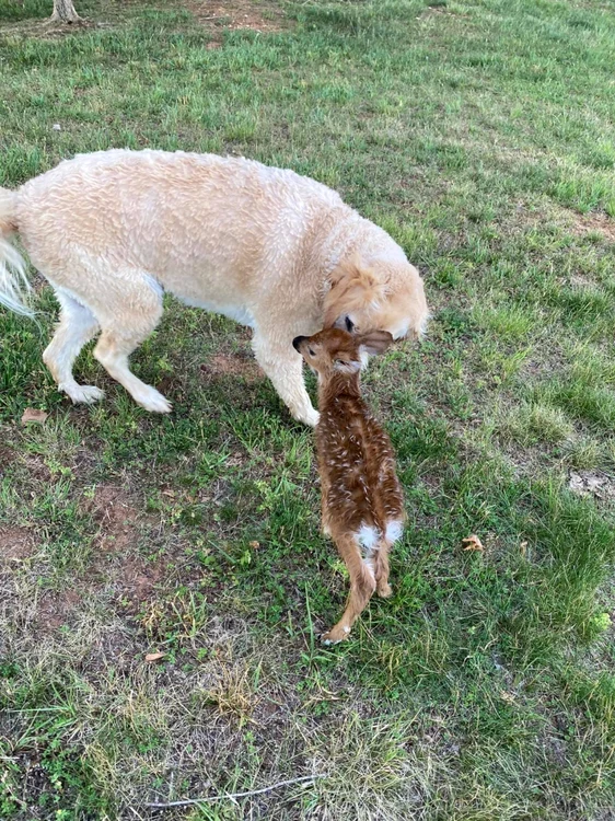 Labradorul a creat o relaţie specială cu puiul de căprioară. Foto: FACEBOOK