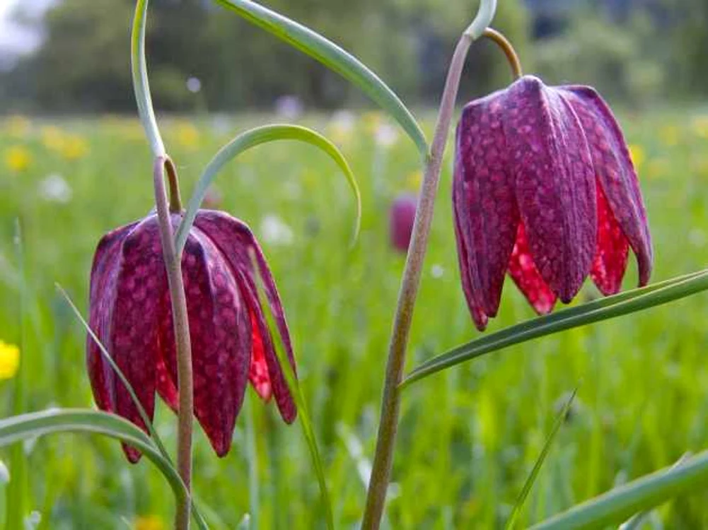 Plante rare din Romania Laleaua Pestrita
