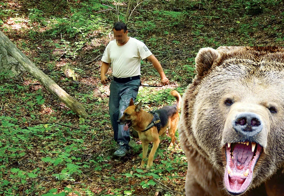 
    Animalul e rănit  şi foarte agresiv  