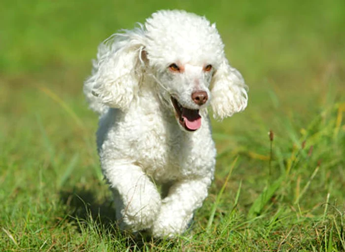 Pudelul este una dintre cele mai jucăuşe rase de câini