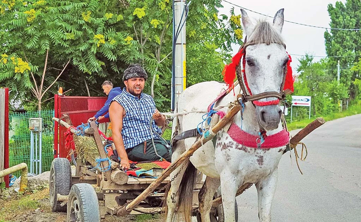 
    Petronel este pădurarul Mitică  