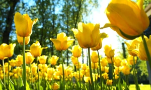 flori primavara echinoctiul de primavara 2019 jpeg