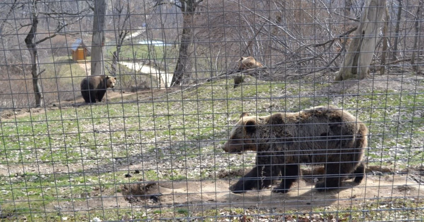 Rezervaţia de urşi de la Zărneşti este prăgătită să primească noii locatari FOTO Adevărul