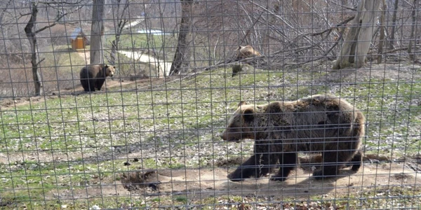 83 de urşi trăiesc acum în rezervaţia de 69 de hectare